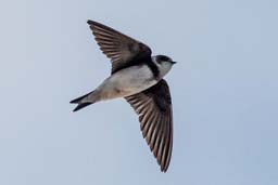 sand martin